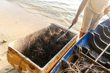 A man loads a sea urchin from a wooden boat into a box. Sea urchin collector at the beach line....