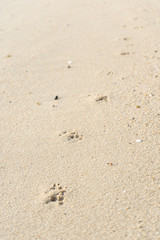 Fototapeta na wymiar Footprints of dog paws in the sand. The dog walked along the beach.