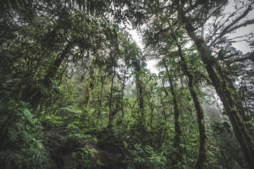 Looking up the trunk of a giant rainforest tree jungle