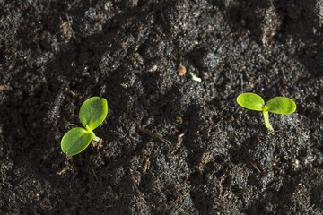 Close up macro view of green sprouts. Gardening concept.