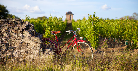 Fototapeta na wymiar Vélo rouge ancien dans les vignes en France.