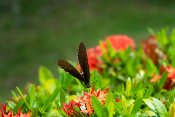 Incredibly beautiful day tropical butterfly Papilio maackii pollinates flowers. Black-white...