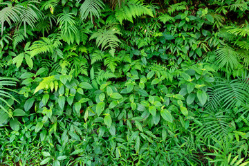 Fresh Green leaves texture for nature background and design,foliage nature background.