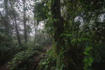 Obraz premium Tropical rain forest, Cerro Chato, Costa Rica