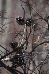 pinecones on branches