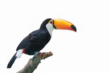 Beautiful toucan isolated on a white background.