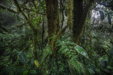 Nature green wood sunlight backgrounds.