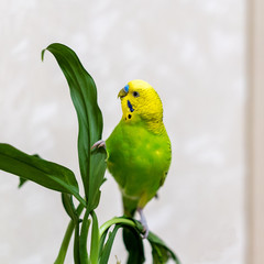 A green budgie is sitting on a green plant. Poultry hand made pet. Parrot look up. Closeup of a bird on a branch.