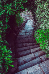 camino de escaleras rodeado de plantas y enrredaderas