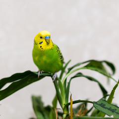 A green budgie is sitting on a green plant. Poultry hand made pet. The parrot is looking at the camera. Closeup of a bird on a branch.