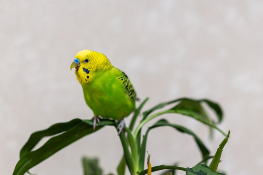 A green budgie is sitting on a green plant. Poultry hand made pet. The parrot opened his mouth. Closeup of a bird on a branch.