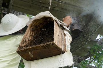 A beekeeper smokes bees with smoke for safety. Birch bark basket for bees. Insects swarm in a basket. A new swarm of bees.