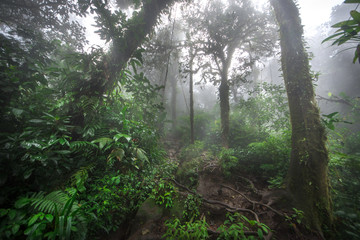 Green forest in a misty morning, Costa Rica.