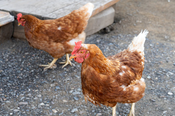 Two hens are walking in the yard. Free poultry. Looking for food on the road. Village, agriculture.