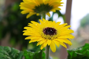 Makro close up of isolated yellow wet flower blossom with water drops - gerbera daisy (selective focus)