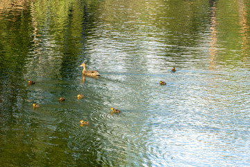 Gray duck swims in the water with little ducklings. Mom is a bird with a family in nature. A lot of little chicks next to a duck.