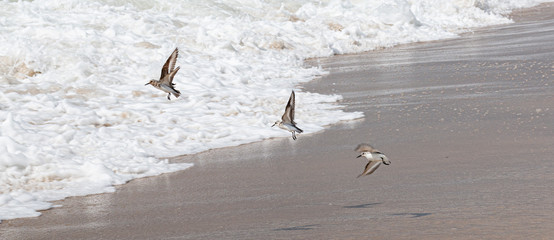 Fototapeta premium Three piping plovers flying over the waters edge on Fire Island New York