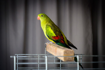 colorful parrot on a branch