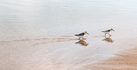 Two piping plovers walking in the ocean at the edge of the beach