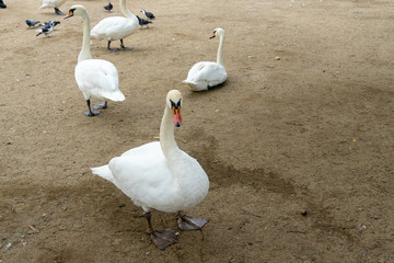 Beautiful white swans with a red-black beak near the river. Free Bird. A pair of swans. Swans walk on the sand. Prague, Czech Republic