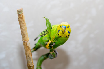 Pet hand-held bird pet sits on a bamboo branch dry. A parrot is nibbling a bamboo branch. Close-up of a bird.