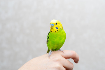 Poultry homemade pet favorite sitting parrot sitting on hand. A green bird is looking at the camera.