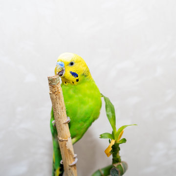 Pet hand-held bird pet sits on a bamboo branch dry. A parrot is nibbling a bamboo branch. Close-up of a bird.