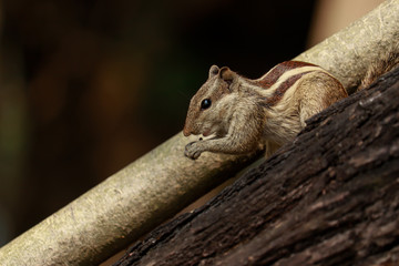 squirrel sitting on a wood
