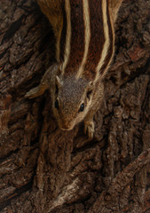 A squirrel climbing down the tree