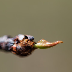 One tiny leaf budding out in fruit orchard in late afternoon light on an early spring day