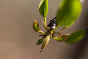 Tiny leaves budding out in fruit orchard in late afternoon light on an early spring day