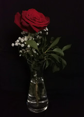 rote Rose mit Schleierkraut romantisch vor schwarzem Hintergrund - red roses romantic style black background