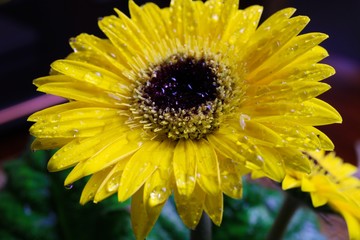 Makro close up of isolated yellow wet flower blossom with water drops - gerbera daisy (selective focus)