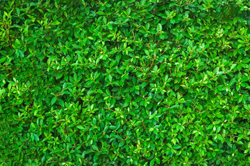 Green leaves for abstract background