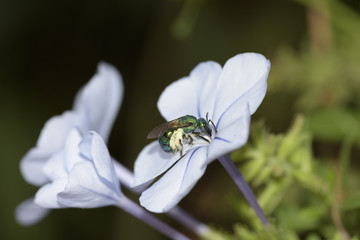 green wasp collecting nectar on the flower