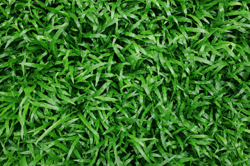 Fototapeta na wymiar Green Grass Texture Background. Fresh and Clean leaf. Top View