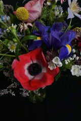 rote Blüte der Anemone und blau violette Iris, Close up vor dunklem Hintergrund - black background with colorful flowers