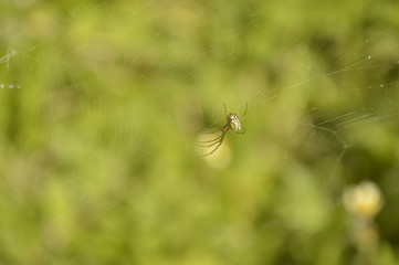 Spider suspended in a web