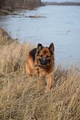 German Shepherd with a wooden stick at the river