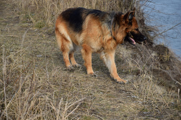 German Shepherd with a wooden stick at the river