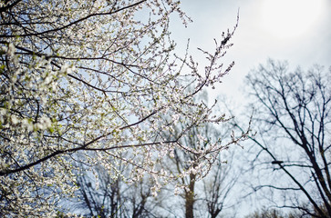 Blossoming apple orchard in spring. Fresh spring background on nature outdoors. Soft focus image of blossoming flowers in spring time. Shallow DOF. Selective focus