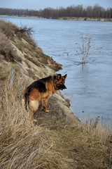 Fototapeta na wymiar German Shepherd with a wooden stick at the river