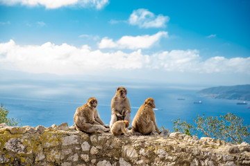 monkey family on the wall at a hiking path as attraction for tourists © edojob