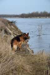 Obraz na płótnie Canvas German Shepherd with a wooden stick at the river