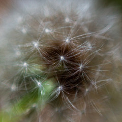 Ball of dandelion seeds on a stalk just before they blow away