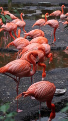 group of flamingos