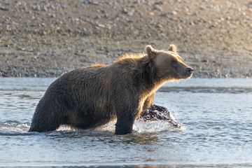 brown bear in zoo