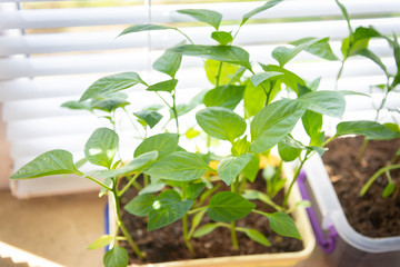 Green pepper seedlings growing in plastic containers on windowsill