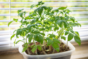 Green fresh seedlings tomato sprouts on window sill