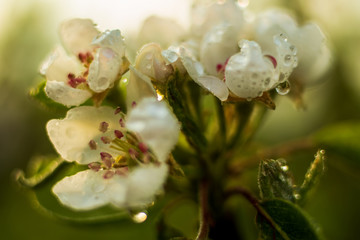 Branches of blossoming apricot macro with soft focus on gentle light sky background in sunlight with copy space. Beautiful floral image of spring nature. Effect of highlight. Shallow depth of field